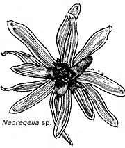 Neoregelia sp.