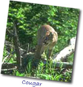 Cougar