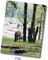 Elk