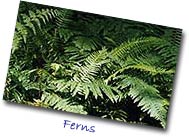 Ferns