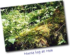 Nurse Log at Hoh Rainforest