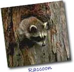 Raccoon