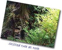 Stilted Tree at Hoh Rainforest
