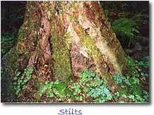 Tree Stilts