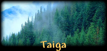 Taiga